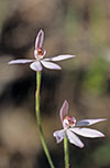 Caladenia carnea