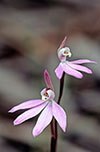 Caladenia carnea