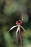 Caladenia reticulata