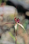 Caladenia reticulata