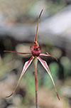 Caladenia reticulata