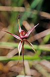 Caladenia reticulata