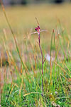 Caladenia reticulata