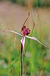 Caladenia reticulata