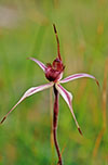 Caladenia reticulata