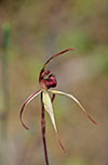 Caladenia reticulata