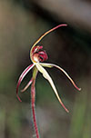 Caladenia reticulata