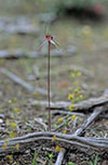 Caladenia reticulata