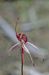 Caladenia reticulata