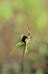 Caladenia stricta