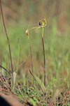 Caladenia stricta
