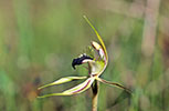 Caladenia stricta