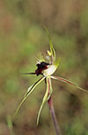 Caladenia stricta