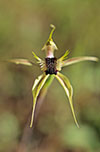 Caladenia stricta