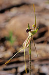 Caladenia tensa