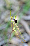 Caladenia tensa