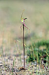 Caladenia tensa