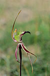 Caladenia tensa