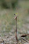 Caladenia tensa