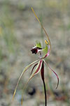 Caladenia tensa