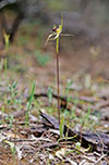 Caladenia tensa