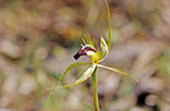 Caladenia tensa