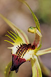 Caladenia tensa