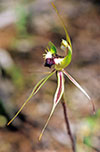 Caladenia tensa
