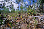 Caladenia tensa