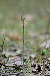 Caladenia tensa
