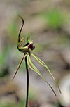 Caladenia tensa