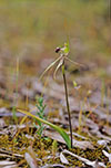Caladenia tensa