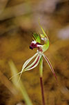 Caladenia tensa