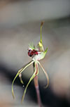 Caladenia tensa