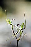 Caladenia tensa