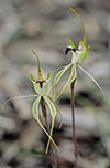 Caladenia tensa
