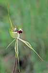 Caladenia tensa