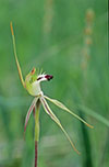 Caladenia tensa