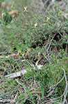 Caladenia tentaculata