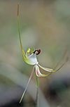 Caladenia tentaculata