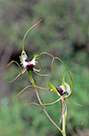 Caladenia tentaculata