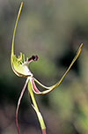 Caladenia tentaculata