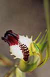 Caladenia tentaculata