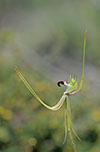 Caladenia tentaculata