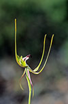 Caladenia tentaculata