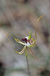 Caladenia tentaculata