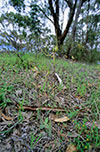 Caladenia tentaculata