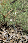 Caladenia valida