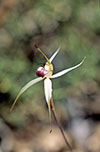 Caladenia valida