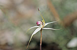Caladenia valida
